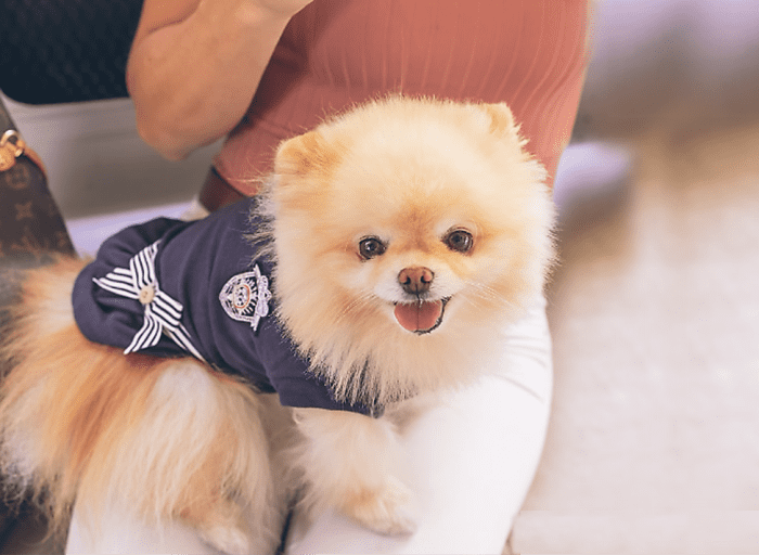 11 Best Therapy Dogs For Emotional Support HubPages