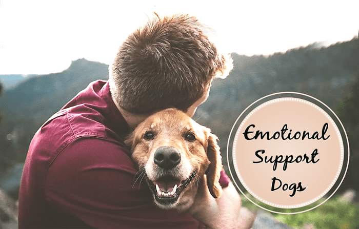 11 Best Therapy Dogs For Emotional Support - HubPages