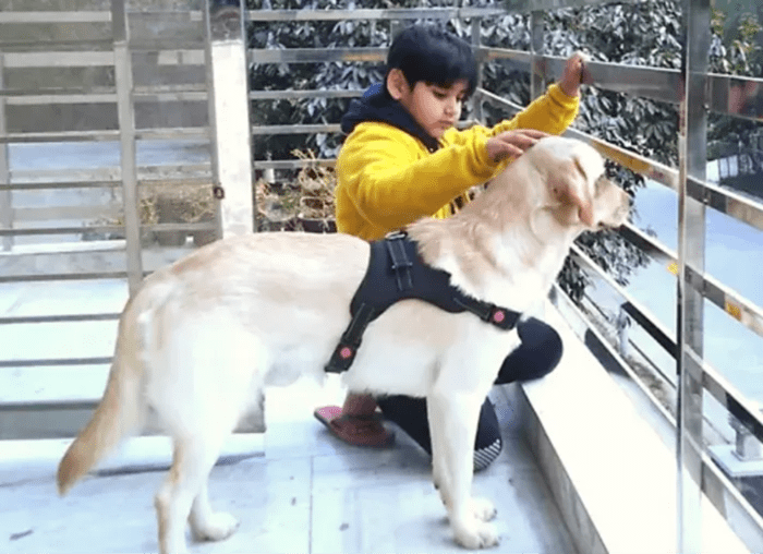 11 Dog Breeds Like the Labrador Retriever HubPages