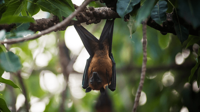 The Large or Malayan Flying Fox and Interesting Bat Facts - Owlcation