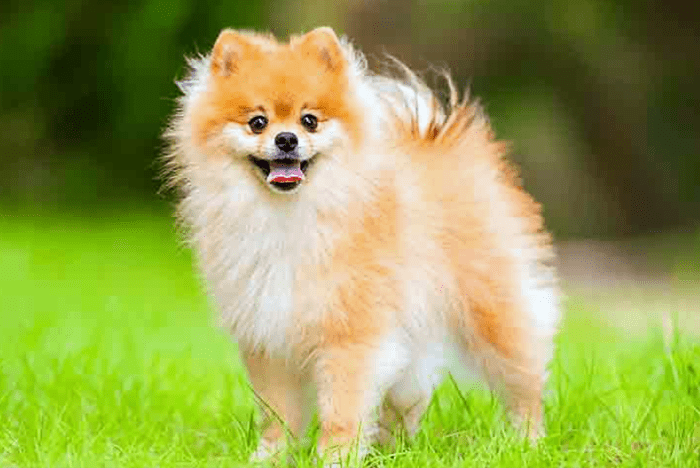 15 Small Dog Breeds for Apartments in India - PetHelpful