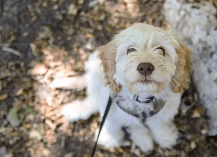 21 Most Popular Poodle Mix Dog Breeds - HubPages