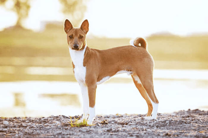 11 Dog Breeds Like The Indian Pariah Dog (Desi Kutta) - HubPages