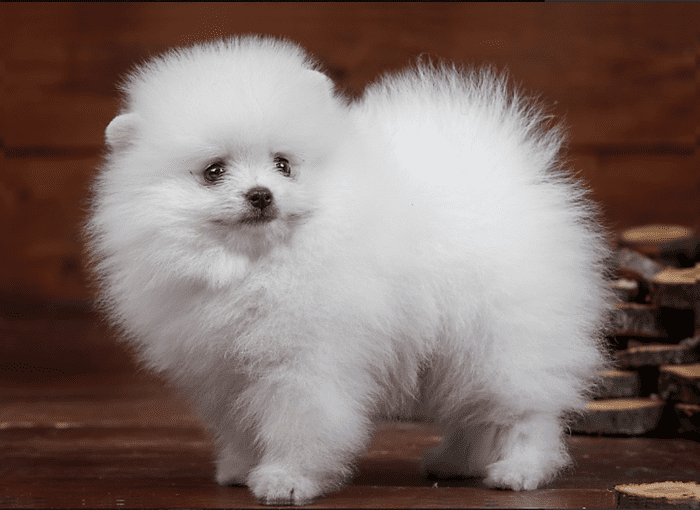 Different Types of Indian Spitz And Their Price in India - HubPages