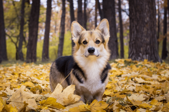 The Pembroke Welsh Corgi: A Comprehensive Breed Guide - PetHelpful