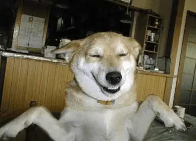 dog-behavior-do-dogs-smile.webp