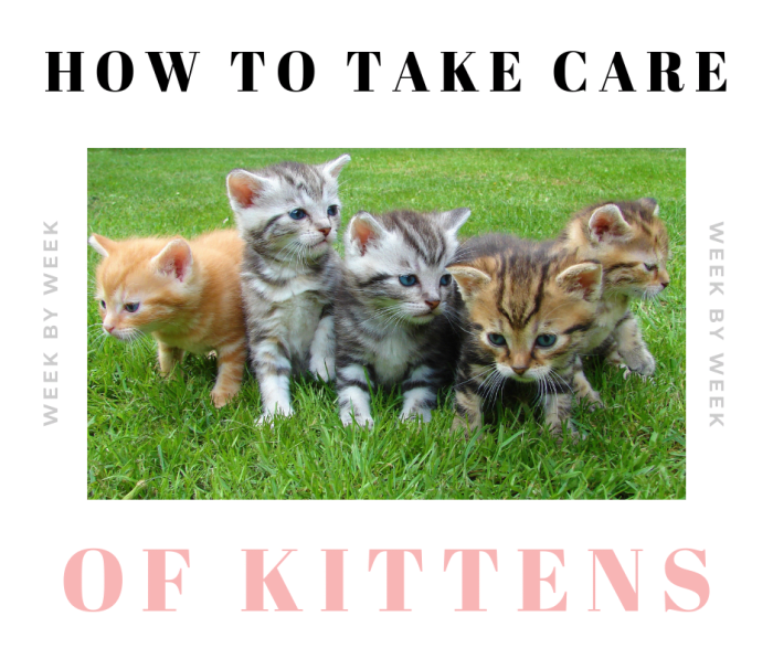 How To Take Care Of Newborn Kittens: Week By Week - PetHelpful - By ...