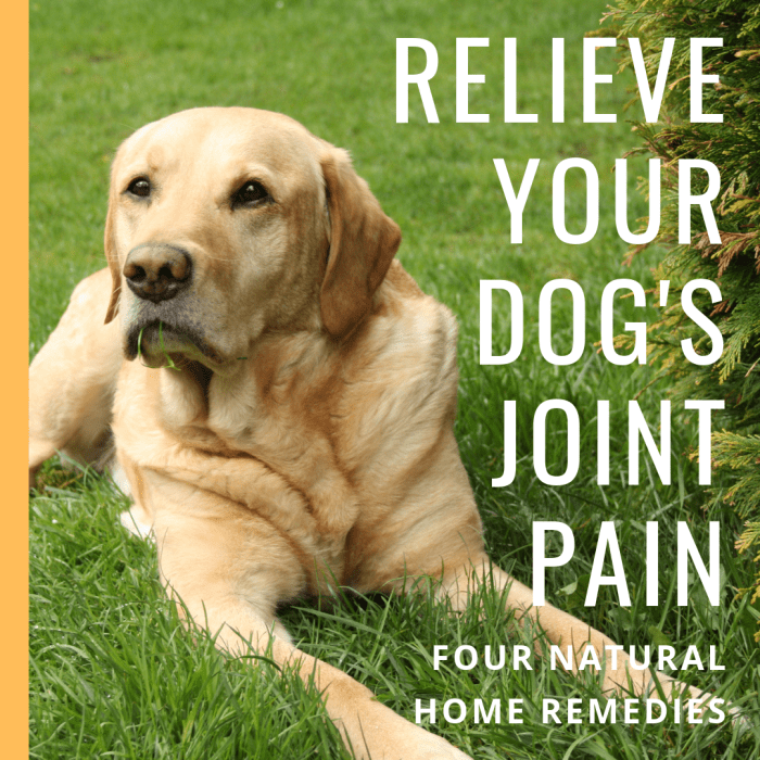 Natural Remedies And Relief For Dogs With Arthritis Joint Pain Hip Natural Remedies And Relief For Dogs With Arthritis Joint Pain Hip