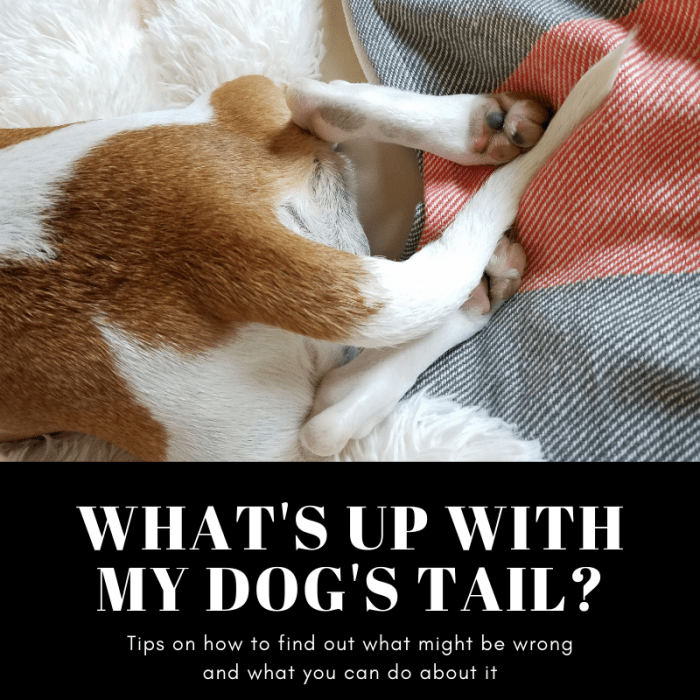 This article will help you find out what might be wrong with your beloved dog's tail and hopefully provide some guidance on what you might be able to do about it.