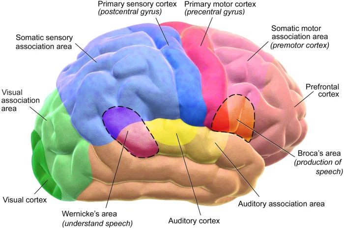 Brein cognitieve neuropsychologie