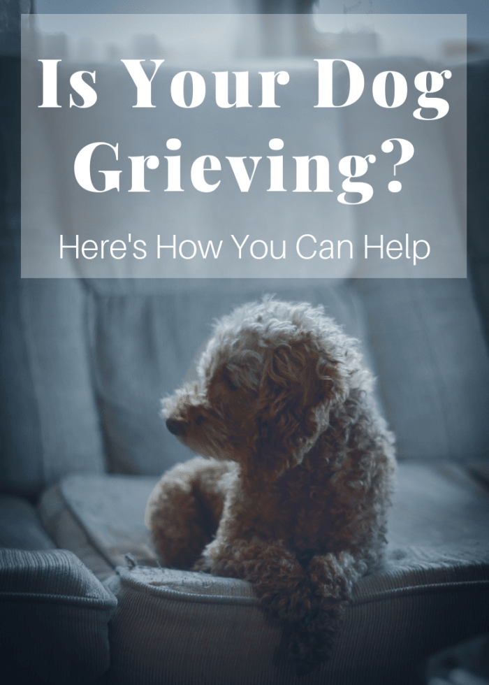 Loss is just as devastating for dogs as it is for their human counterparts. Here are a few ways to ease your four-legged friend's grief.