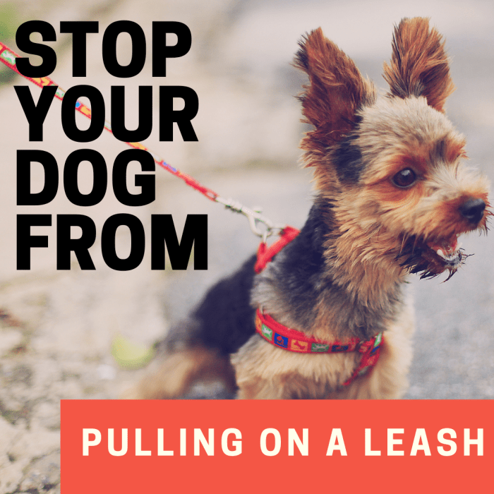 How to Stop a Dog From Pulling on the Leash PetHelpful By fellow