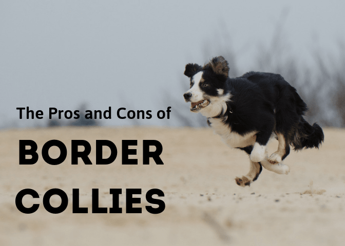 If you're considering a border collie as a pet, discover some of the advantages and drawbacks of this remarkable breed.