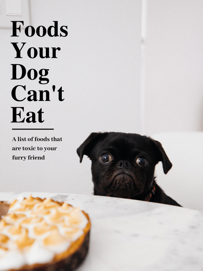 This article will detail a list of foods that are toxic to dogs and should be kept far away from their reach—no matter how much they might beg.