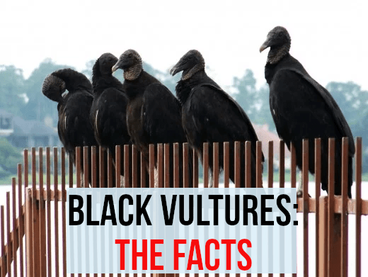 Black vultures: the facts. A group of American black vultures perched on railings. These birds are gregarious and love to roost in big groups. They also love to feed as a group and will try to drive away more solitary animals, such as turkey vulture