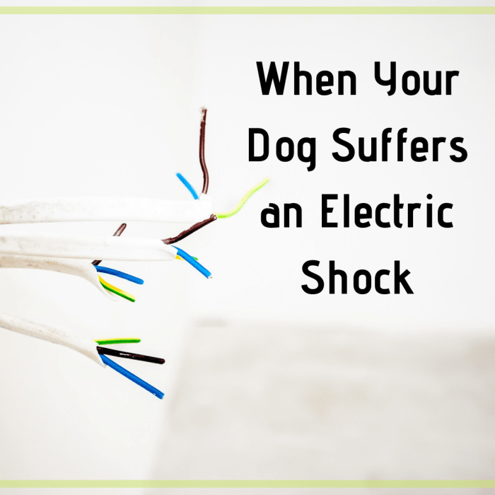 Call your vet if your dog is electrocuted or shocked. Discover what else you can do in the meantime.