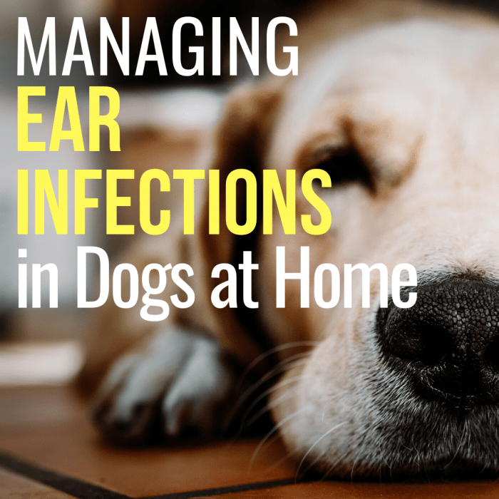 How to Treat a Dog's Ear Infection When You Can't See a Vet ...