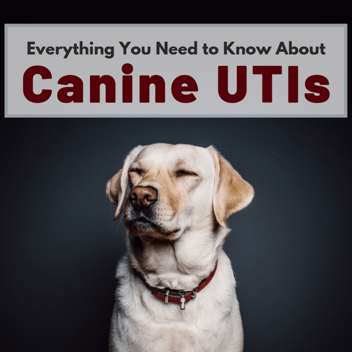 UTIs are just as painful and unpleasant for dogs as they are for humans. Learn how to recognize UTI symptoms and prevent infection in the first place.