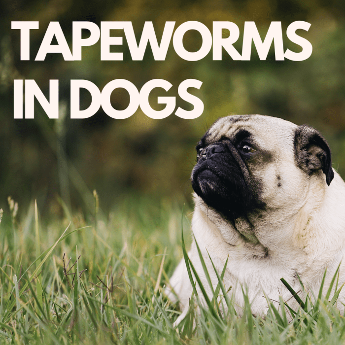 Dog Tapeworms: Causes, Symptoms, and Treatment - PetHelpful