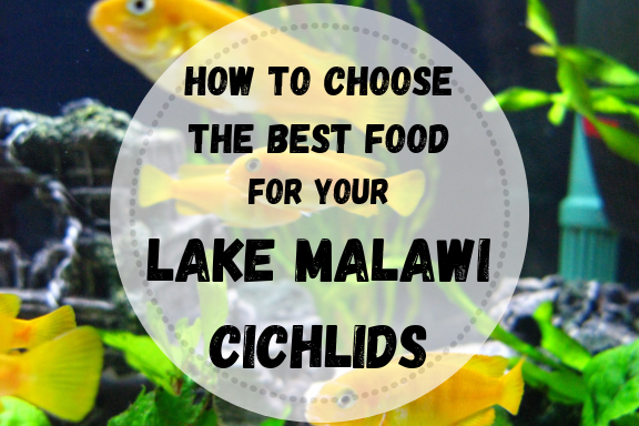 Learn what to consider when choosing a food, how to make your own food and how often you should feed your cichlids.