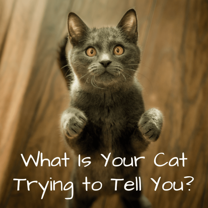 If you've ever wondered what your cat might be trying to communicate to you with their behaviors, body language, and sounds, then this article will help you find some answers.