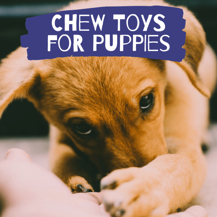 The Best Chew Toys for a Teething Puppy PetHelpful By fellow animal