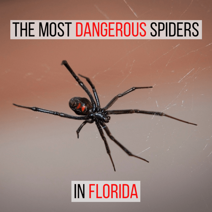 There are two spiders that are potentially harmful if you live in or visit Florida, this article looks at them in detail.