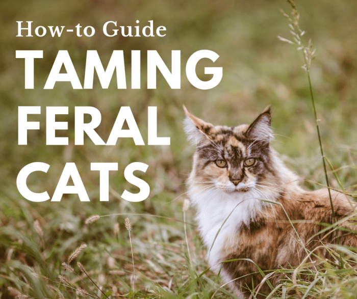 Taming a wild cat is certainly possible, though every cat is different. Learn how by reading about my own personal experience!