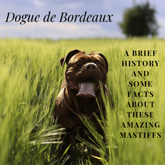 This article will break down a little bit about the history of the Dogue de Bordeaux, as well as share some interesting facts about this wonderful breed.