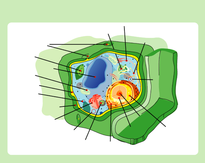 This hub will teach you how to identify all of these organelles, and explain each of their functions