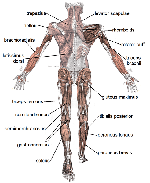 Human Muscular System with labeling from back view. Image Credit: Mikael Häggström via Wikimedia Commons.