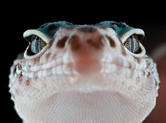 Many people are puzzled about the nuances of reptile care in the same way that people are confused about basic dog- and cat-related topics. This article seeks to answer common questions about pet reptiles.