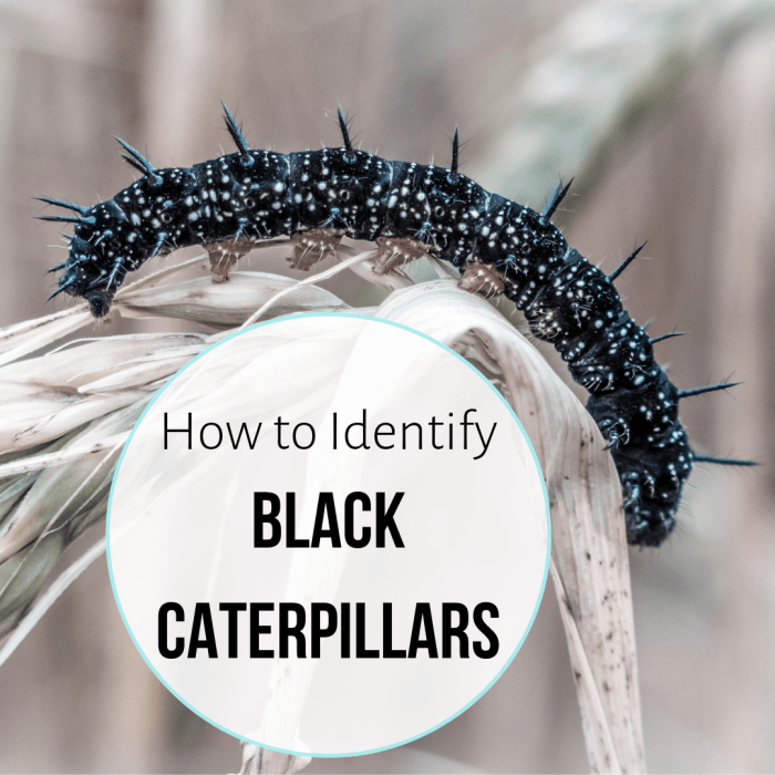 From the spiky peacock butterfly caterpillar to the drab black cutworm, there are lots of black or mostly black caterpillars out there. What kind have you found?