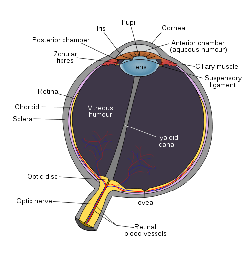 Diagram of the eye, showing the lens where eye cataracts originate.