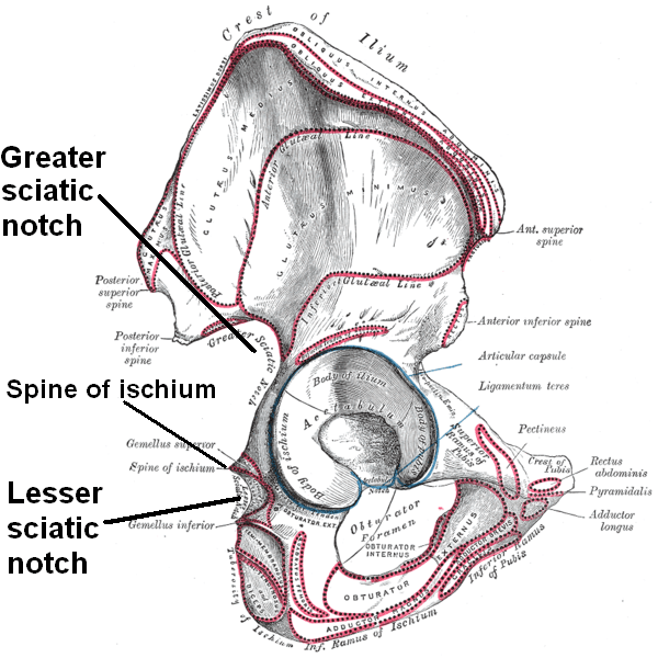 The right hip bone, external surface, showing the greater and lesser sciatic notches, separated by the ischial spine.