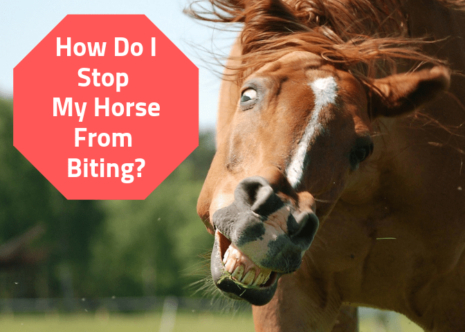 Get advice on stopping a horse from biting, managing horses who bite too much, and providing first aid for horse bites.