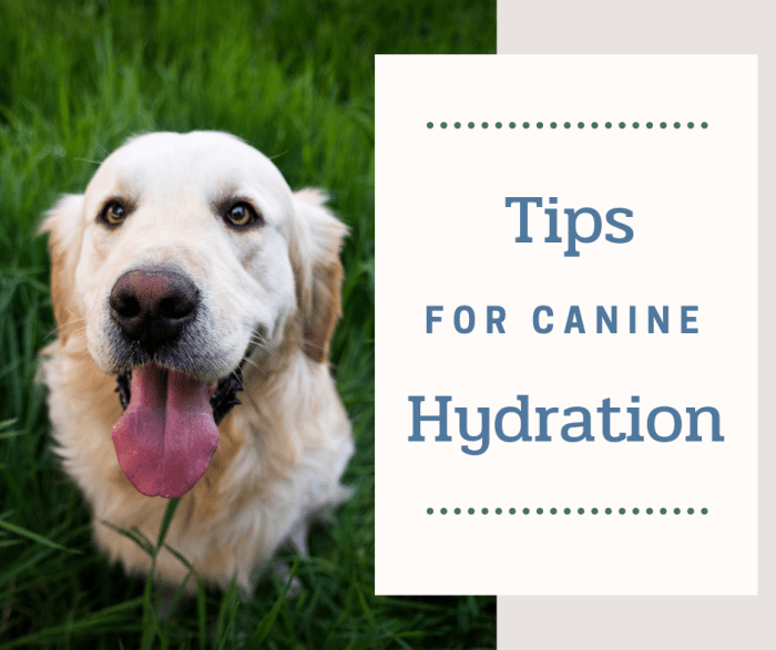 Spending time outdoors with your canine companion can be extremely rewarding, but you need to take the proper precautions—a hydrated pet is a happy pet!