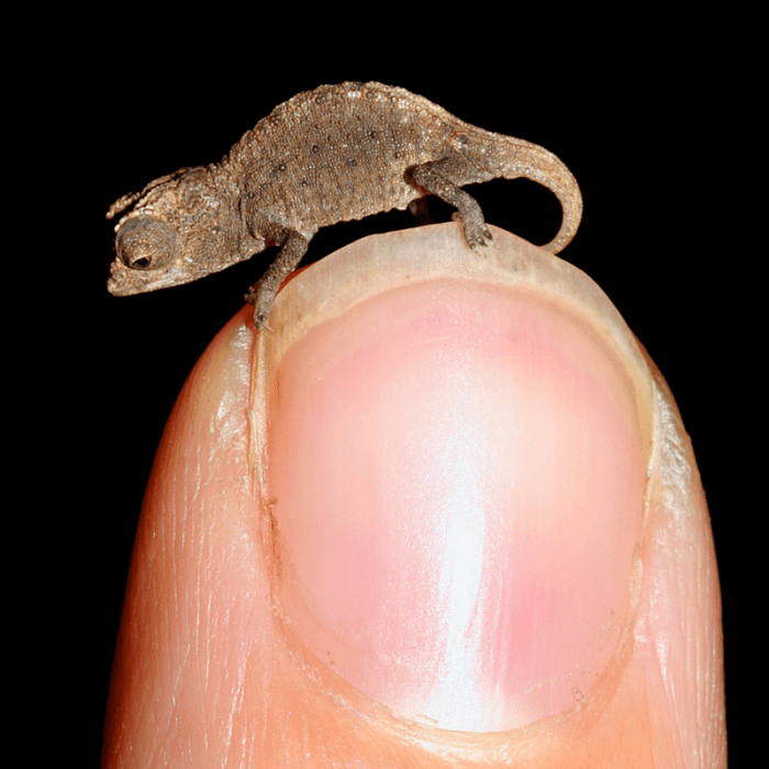 The smallest living reptile is the dwarf gecko. Adults are only 16mm long.