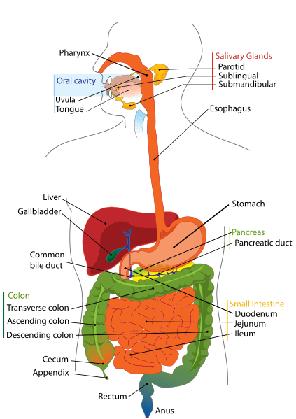 The path of food through the body. Your ultimate health and beauty depends greatly on how efficiently your digestive system works.