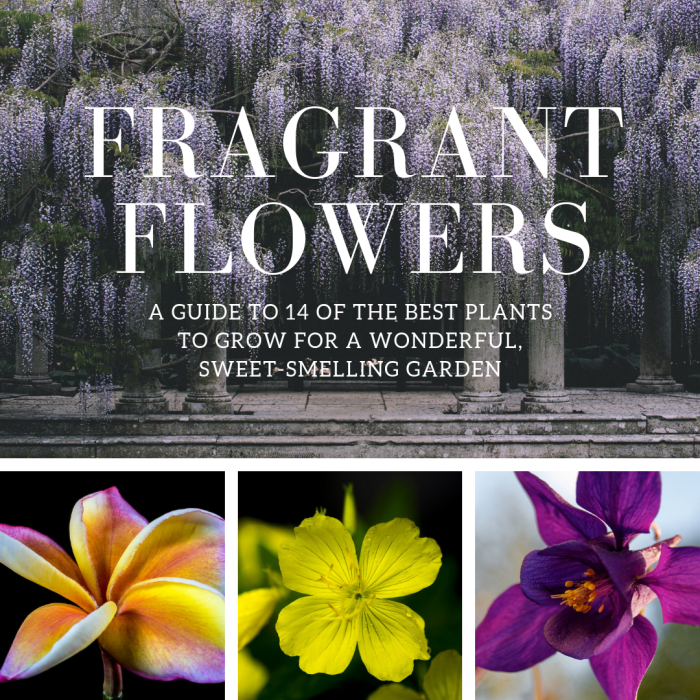 This article will break down 14 of my favorite plants with wonderful, sweet-smelling flowers.