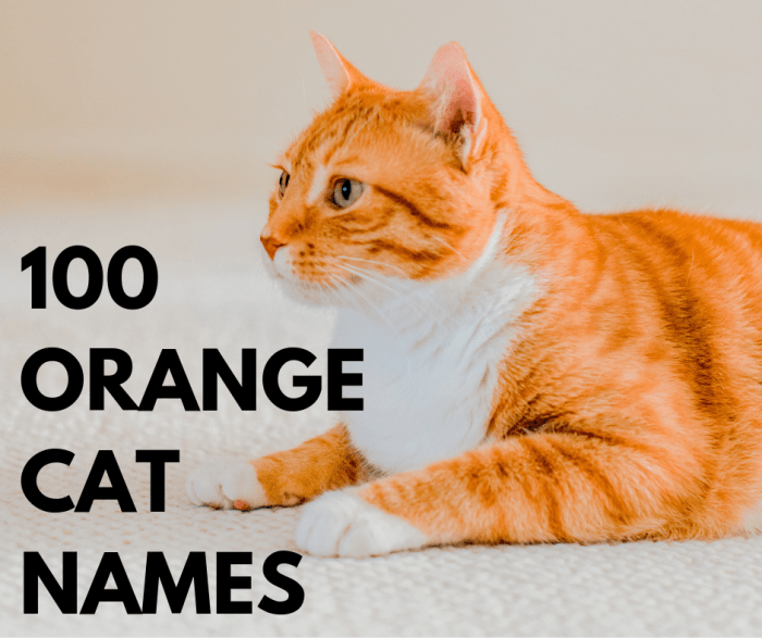 What Are Good Orange Cat Names 