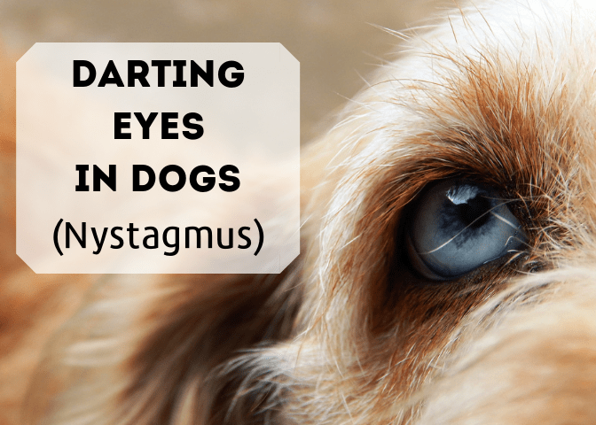  Erfahren Sie mehr über die Ursachen von Darting Augen bei Hunden (bekannt als Nystagmus).