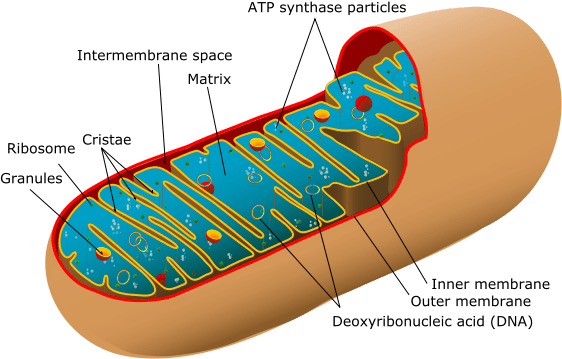 Structure of a mitochondrion