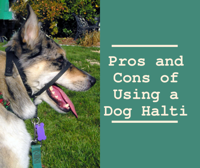 The halter-style collar controls the dog's head but does not restrict its ability to pant, drink, or grasp objects.