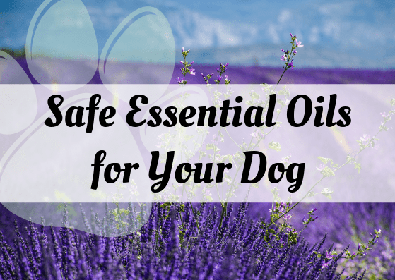 Discover some aromatherapy essential oils that are safe for your dog (though keep in mind that you'll want to consult a holistic vet about using them).