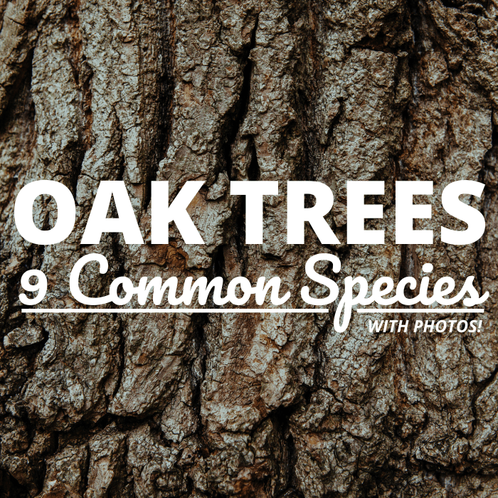 Learn to identify a few of the more common oak species based on their bark, leaves, and other characteristics.