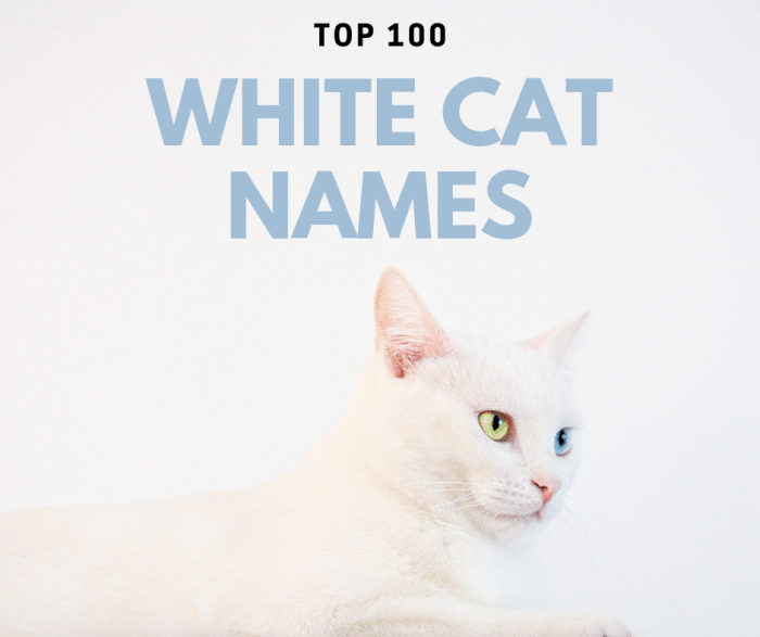 Find the perfect name for your feline friend! This article includes 100 unique white cat names to choose from.