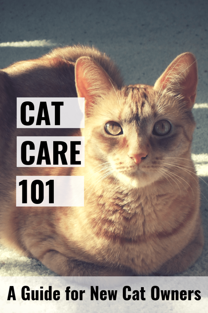 Kattepleie 101 dekker alt det grunnleggende du trenger å vite om omsorg for katten din.'ll need to know about caring for your cat.