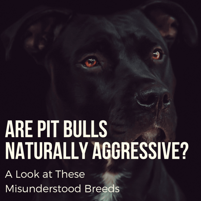 This article will break down the truth about pit bulls, why they are seen as dangerous, and why these loyal and lovable dogs are actually quite silly and playful.