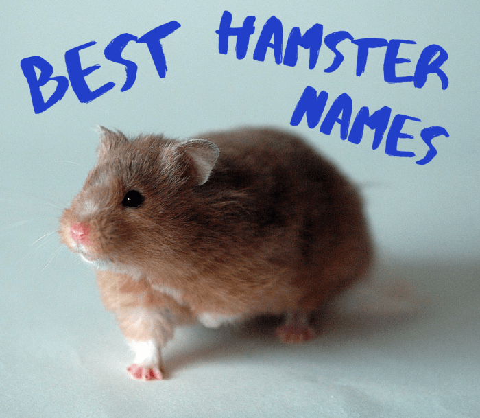 Best Hamster Names Cute Ideas For Dwarf Hamsters And More